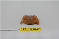 藏品(平背蜞)的圖片